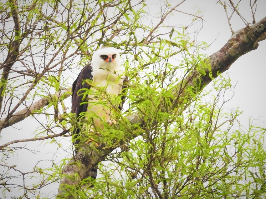 Foto Águila Viuda