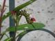 Danaus erippus