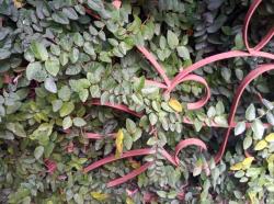 Creeping Fig (Ficus pumila)