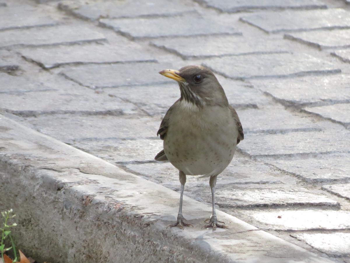 Foto Zorzal Chalchalero