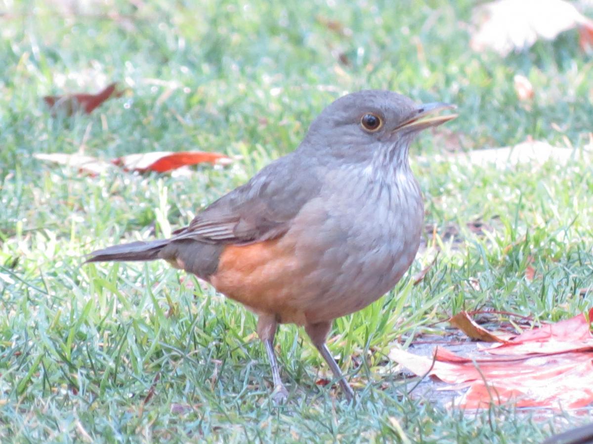 Photo Zorzal Colorado