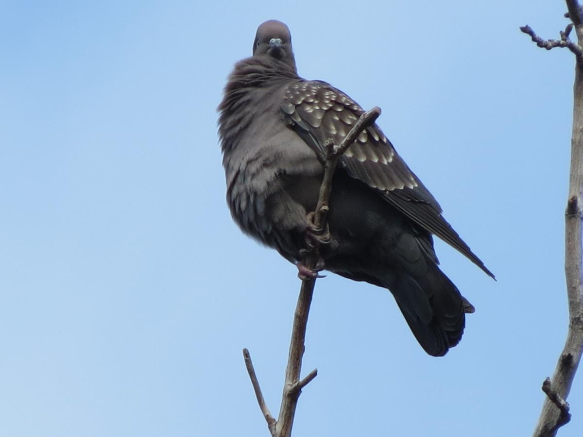 Photo Paloma Manchada