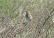 Anthus correndera