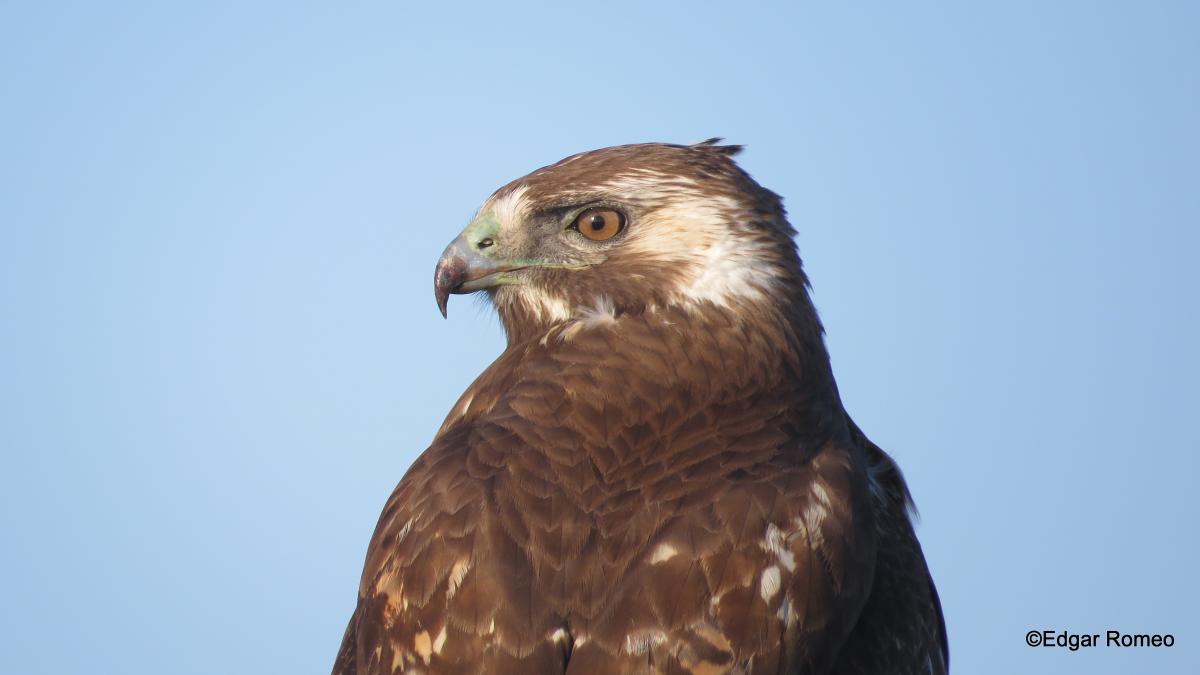 Foto Aguilucho Común