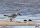 Calidris canutus