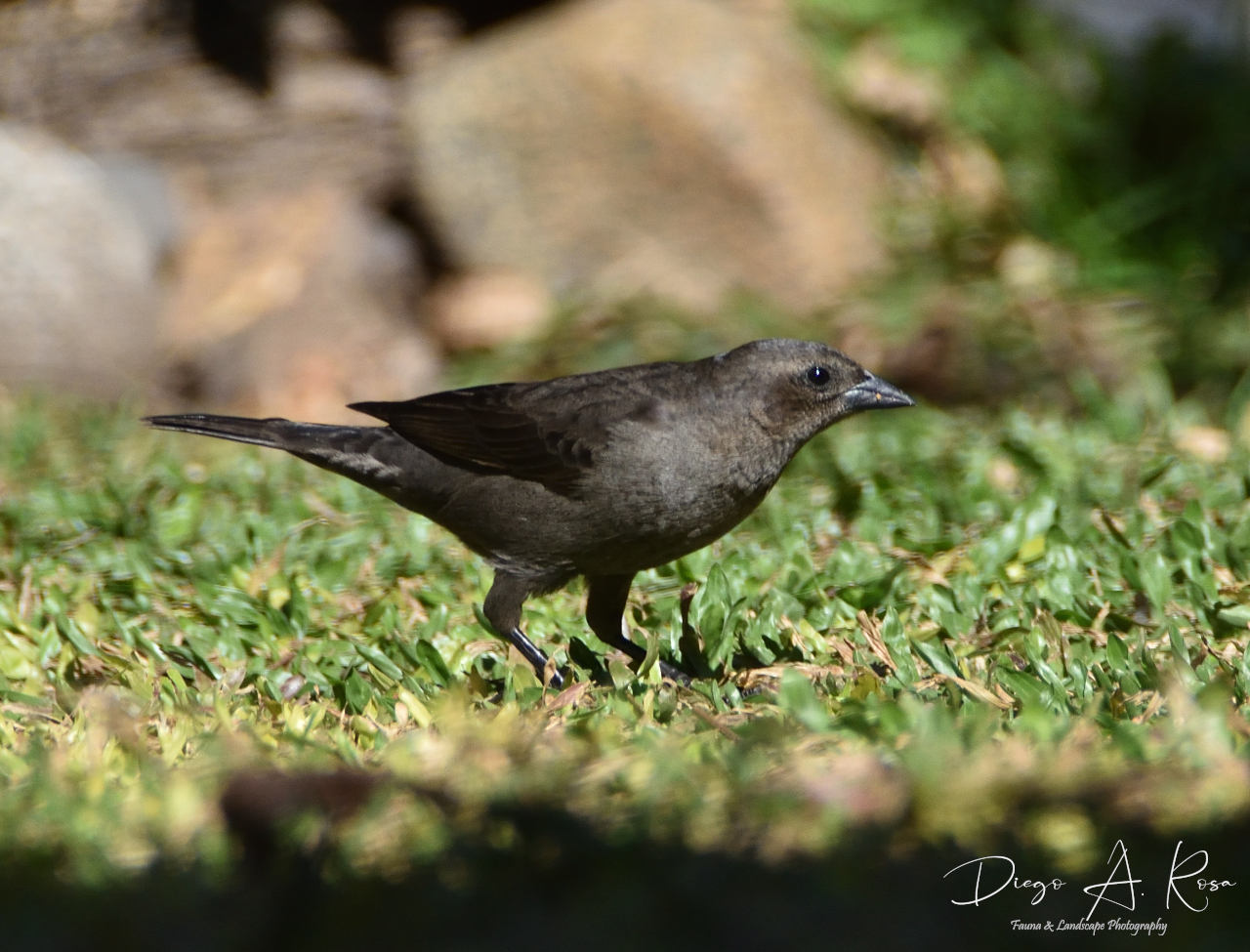Photo Tordo Renegrido