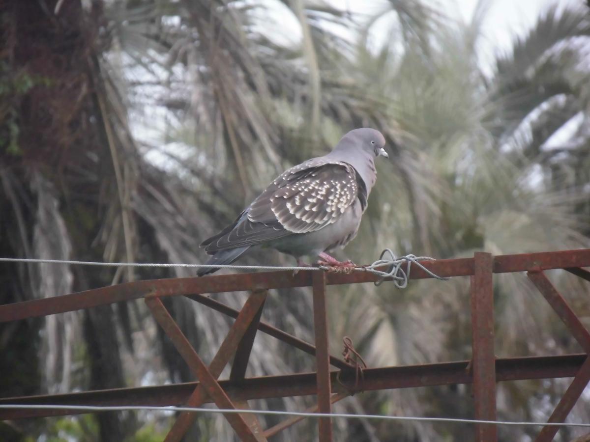 Foto Paloma Manchada