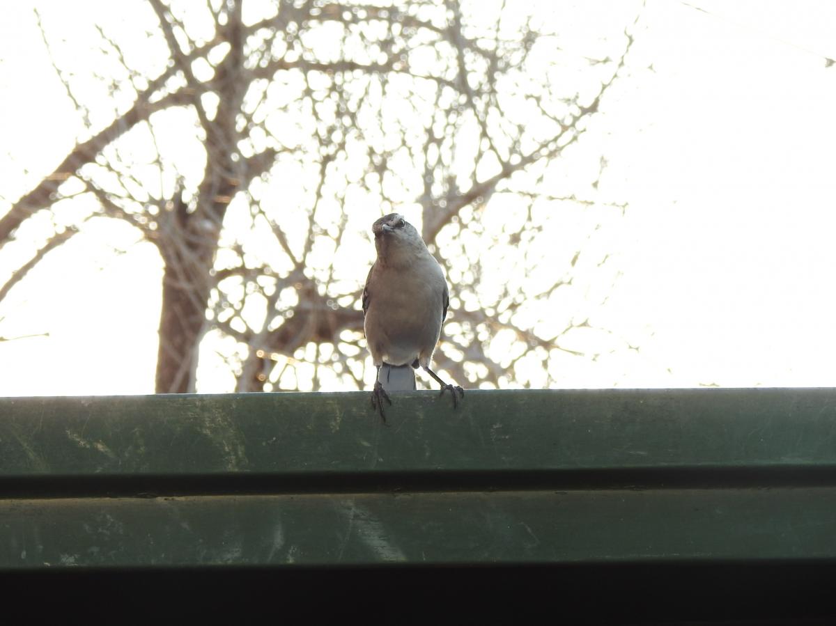 Foto Calandria Grande