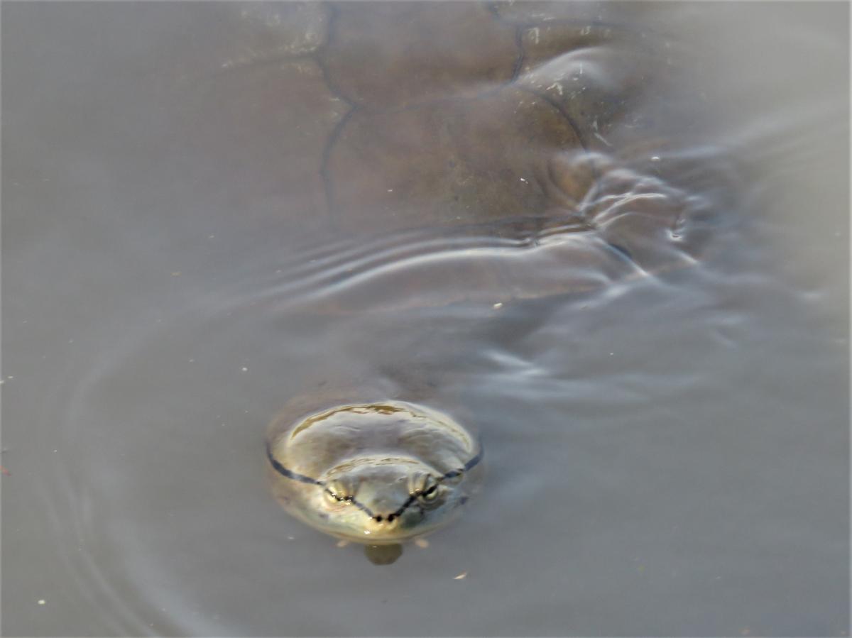 Foto Tortuga de Laguna