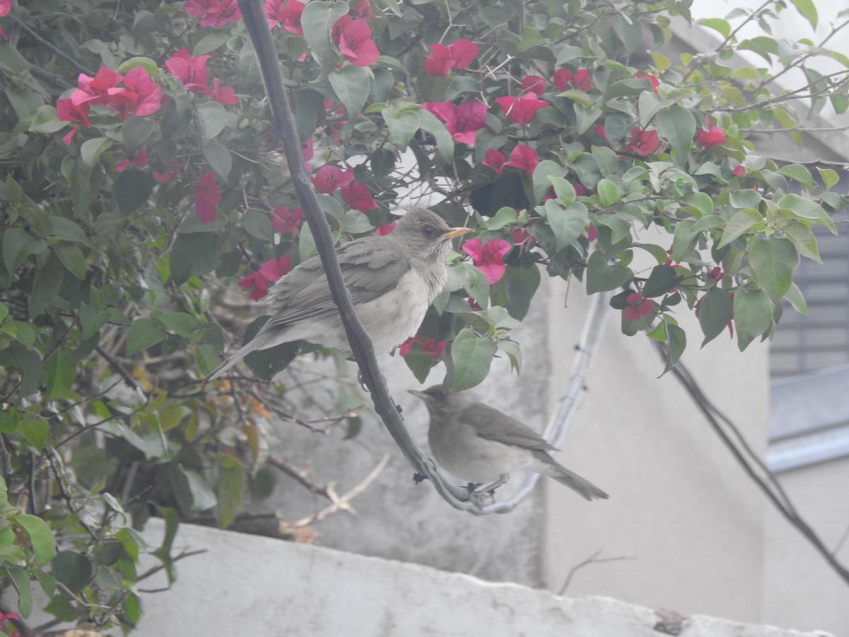 Photo Zorzal Chalchalero