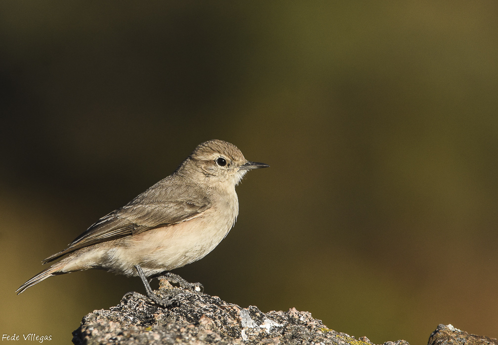 Foto Caminera Colorada