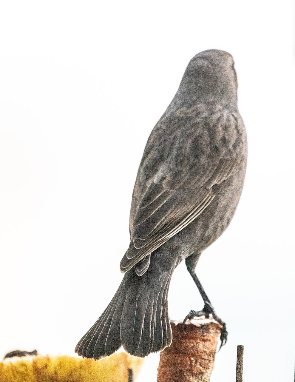 Foto Tordo Renegrido