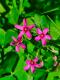 Oxalis articulata