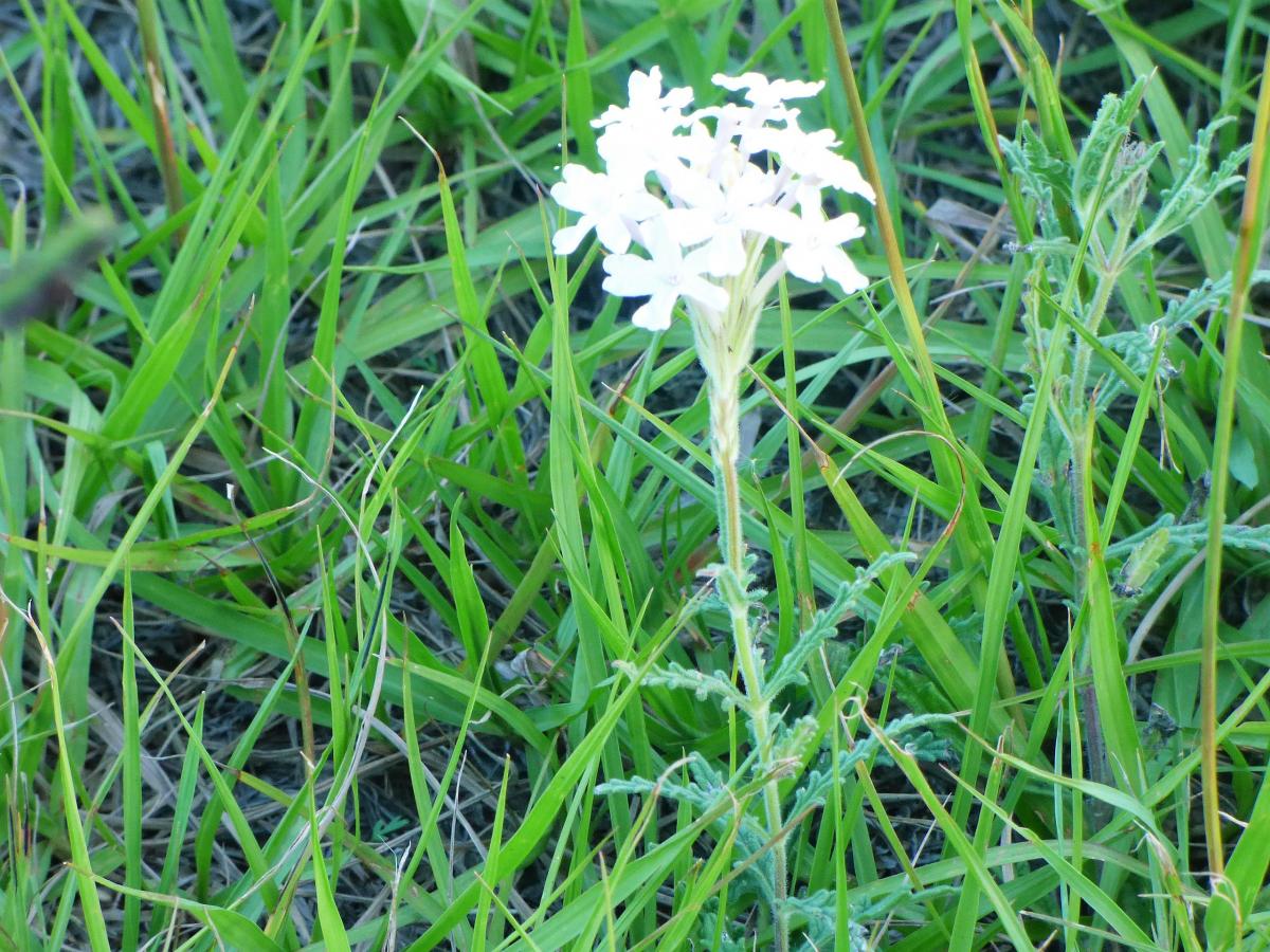 Photo Margarita Blanca