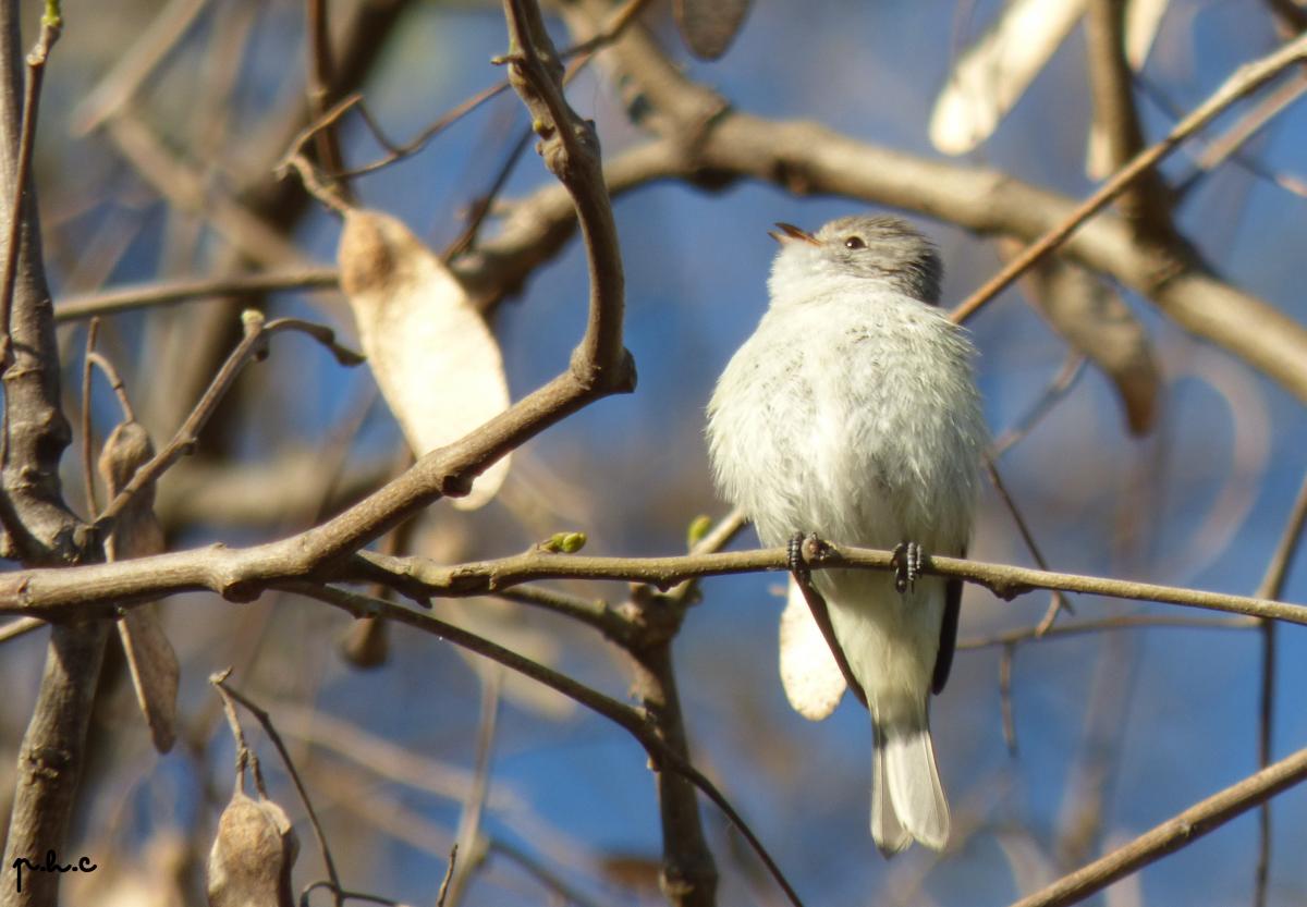 Foto Piojito Silbón