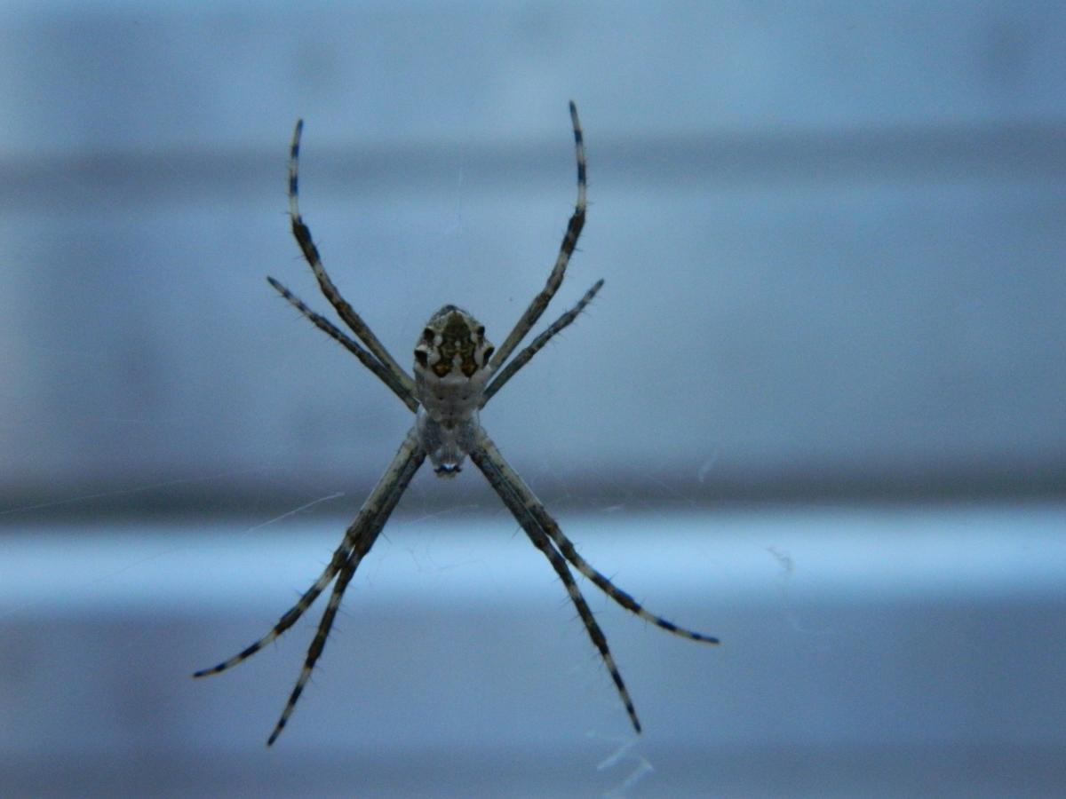 Photo Araña Plateada De Jardín