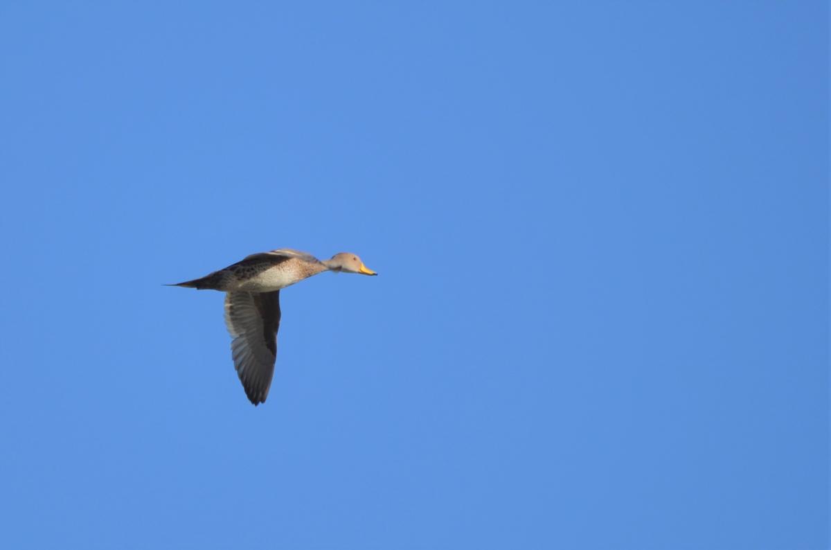 Photo Pato Maicero