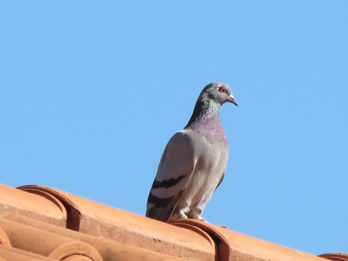 Foto Paloma Doméstica