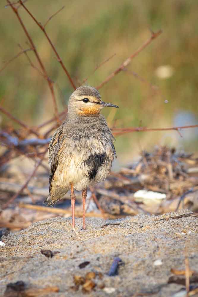 Foto Chorlo Cabezón