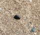 Armadillidium vulgare