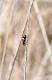 Eriopis connexa