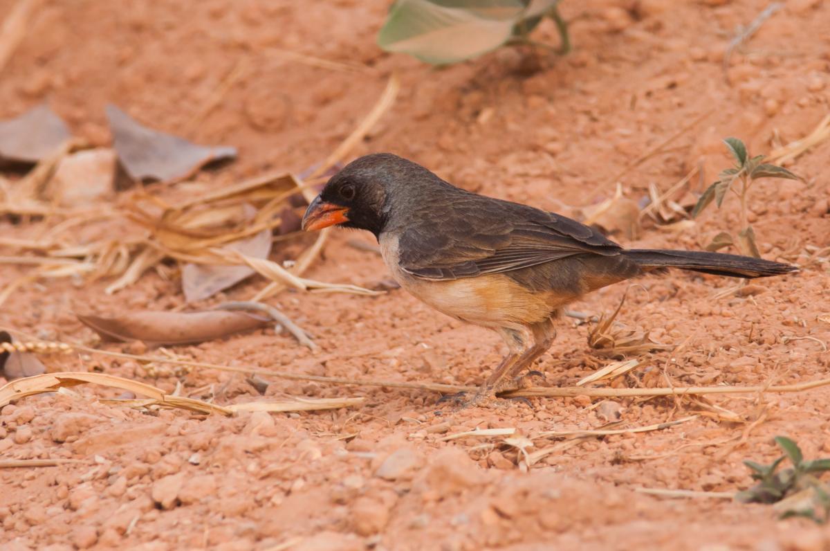 Foto Pepitero de Corbata