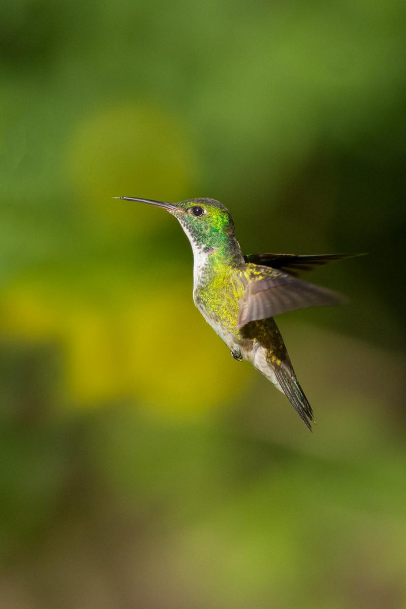 Foto Picaflor Esmeralda