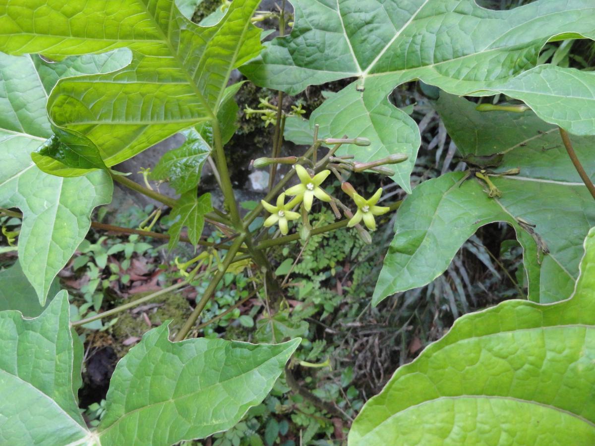 Foto Papaya Del Monte