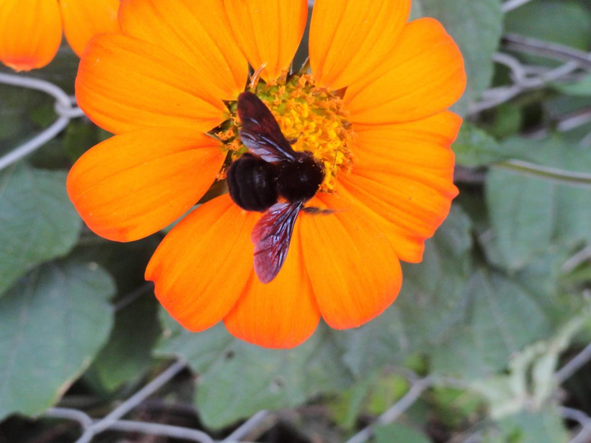 Foto Girasol Mexicano