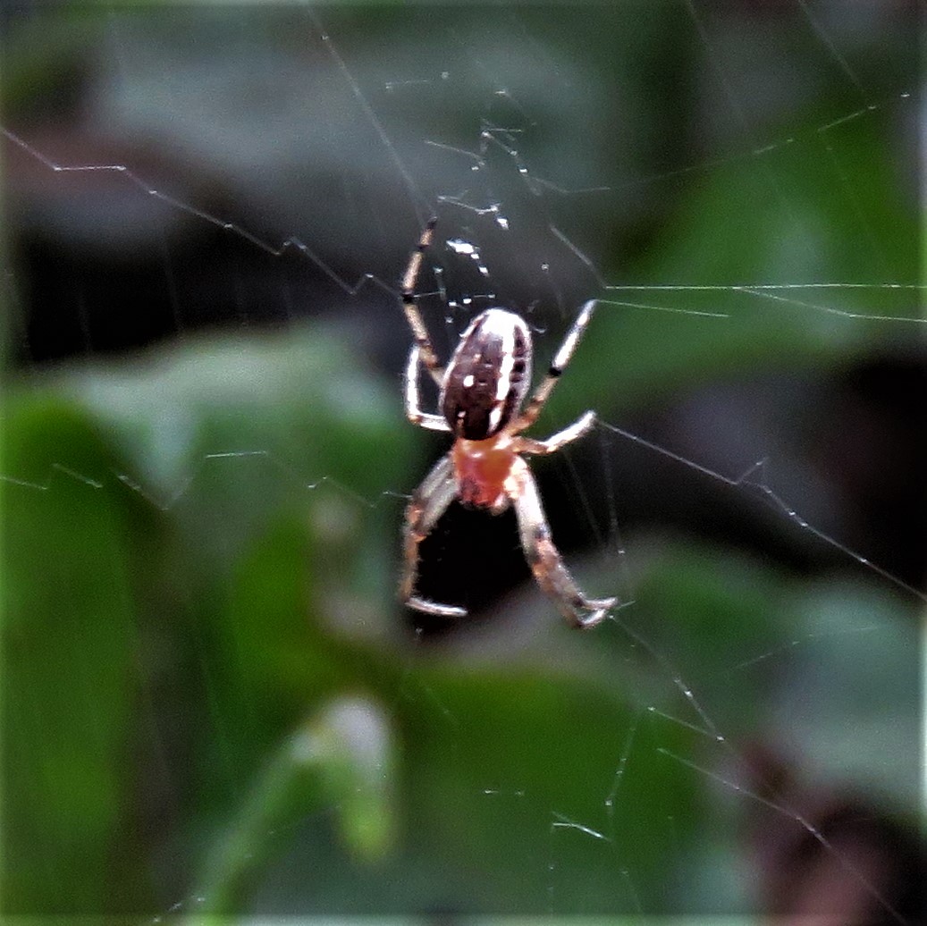 Foto Araña Tejedora Naranja