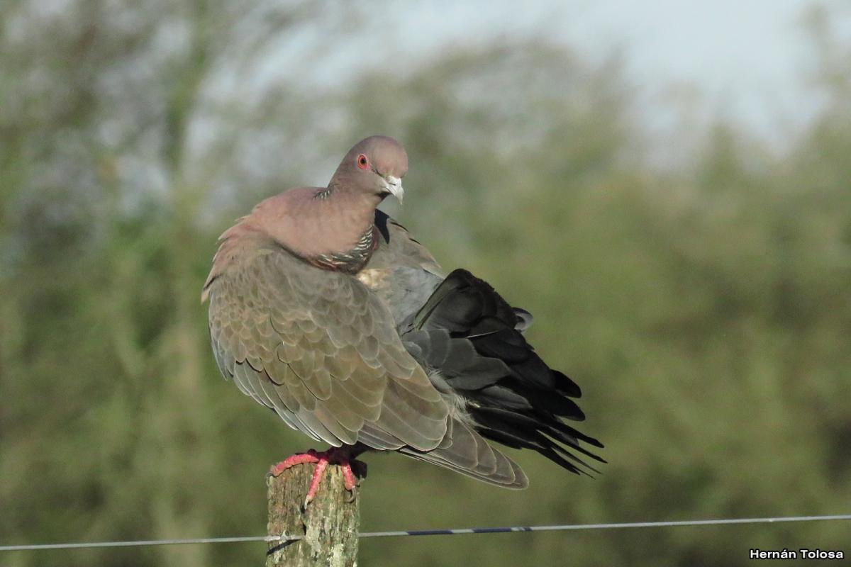 Foto Paloma Picazuró