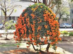 Photo Flor De San Juan