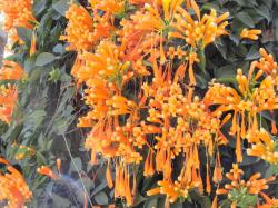 Photo Flor De San Juan