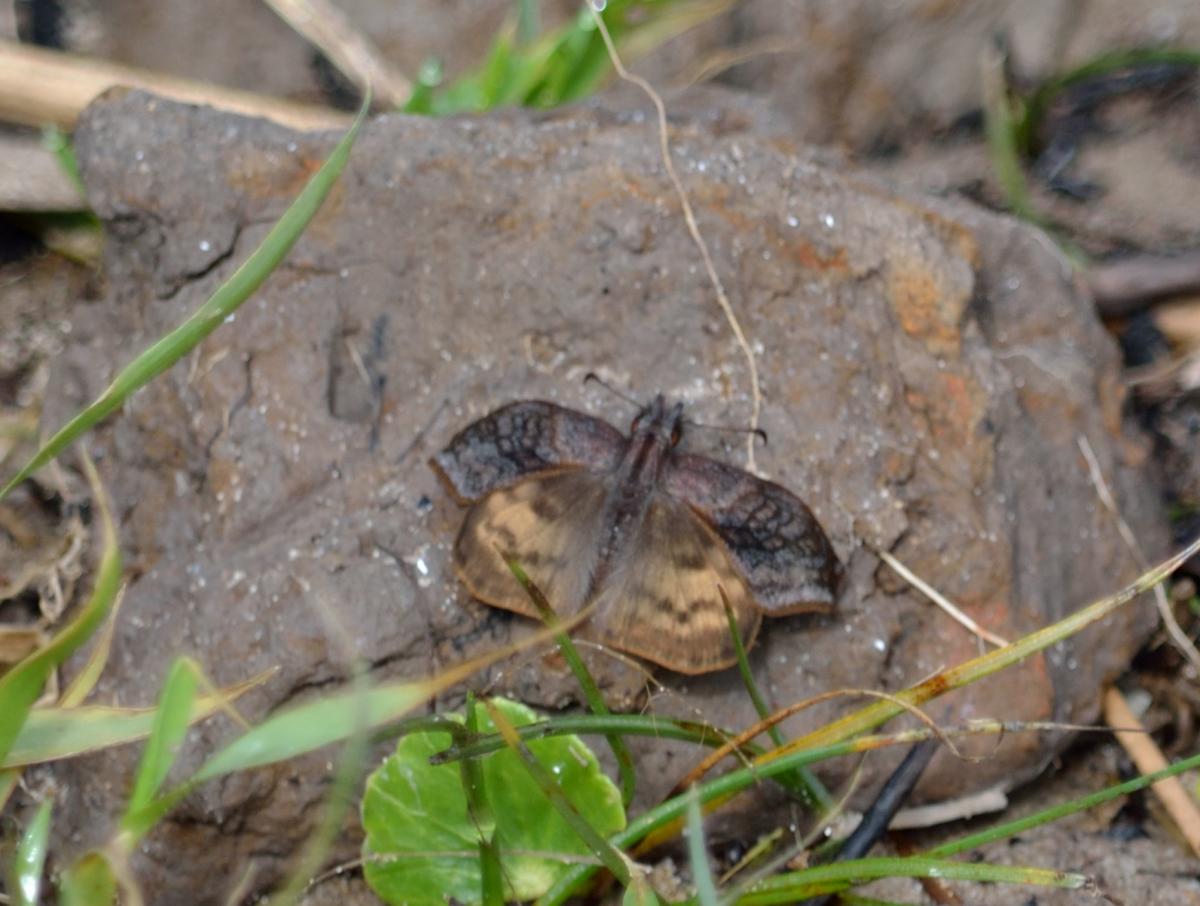 Photo Falcada Ribereña