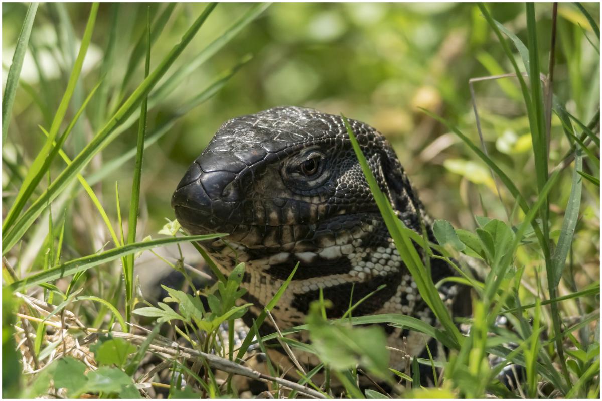 Foto Lagarto Overo