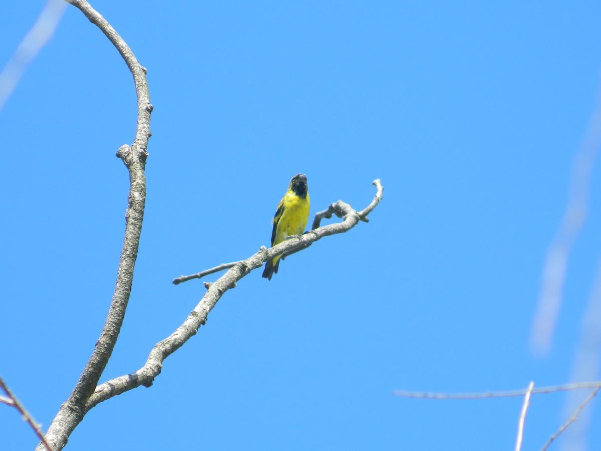 Foto Cabecitanegra Común