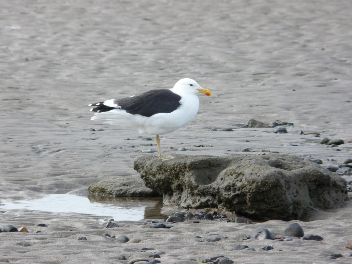 Photo Gaviota Cocinera