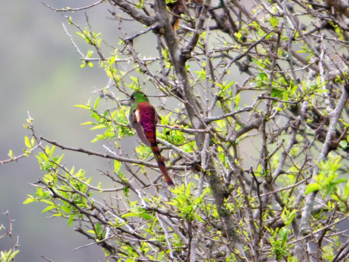 Foto Picaflor Cometa