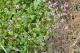 Lamium amplexicaule