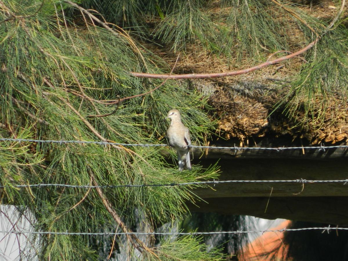 Photo Torcacita Común