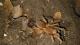Acanthoscurria cordubensis