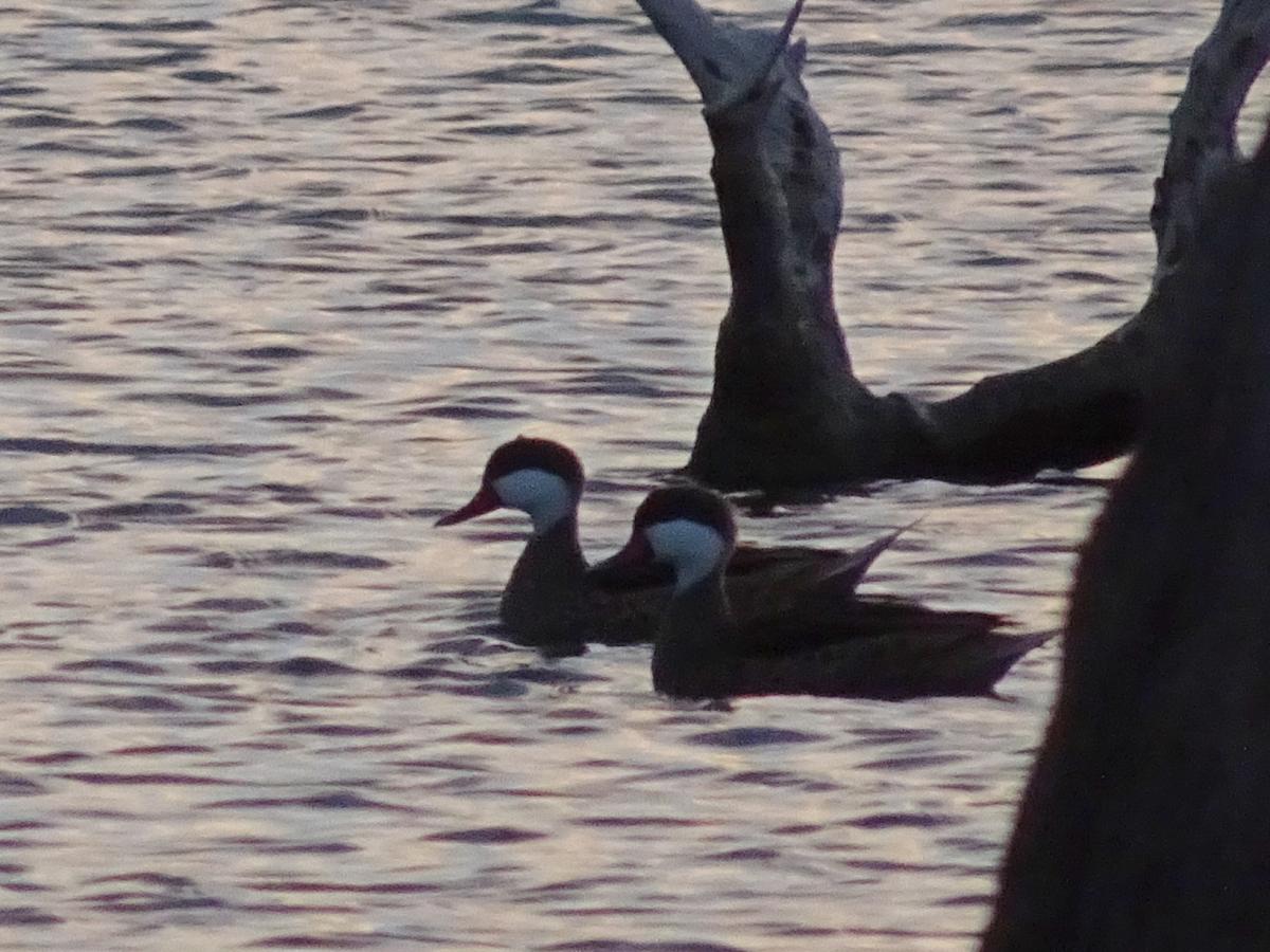 Photo Pato Gargantilla