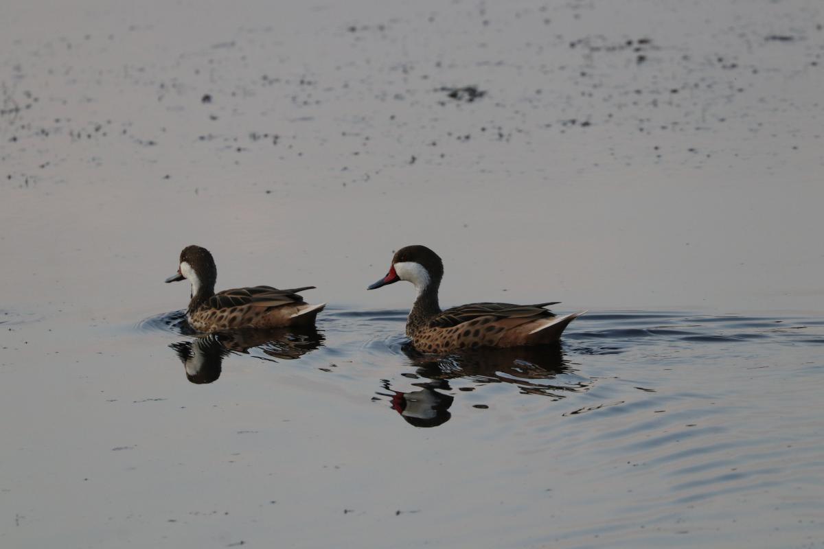 Photo Pato Gargantilla