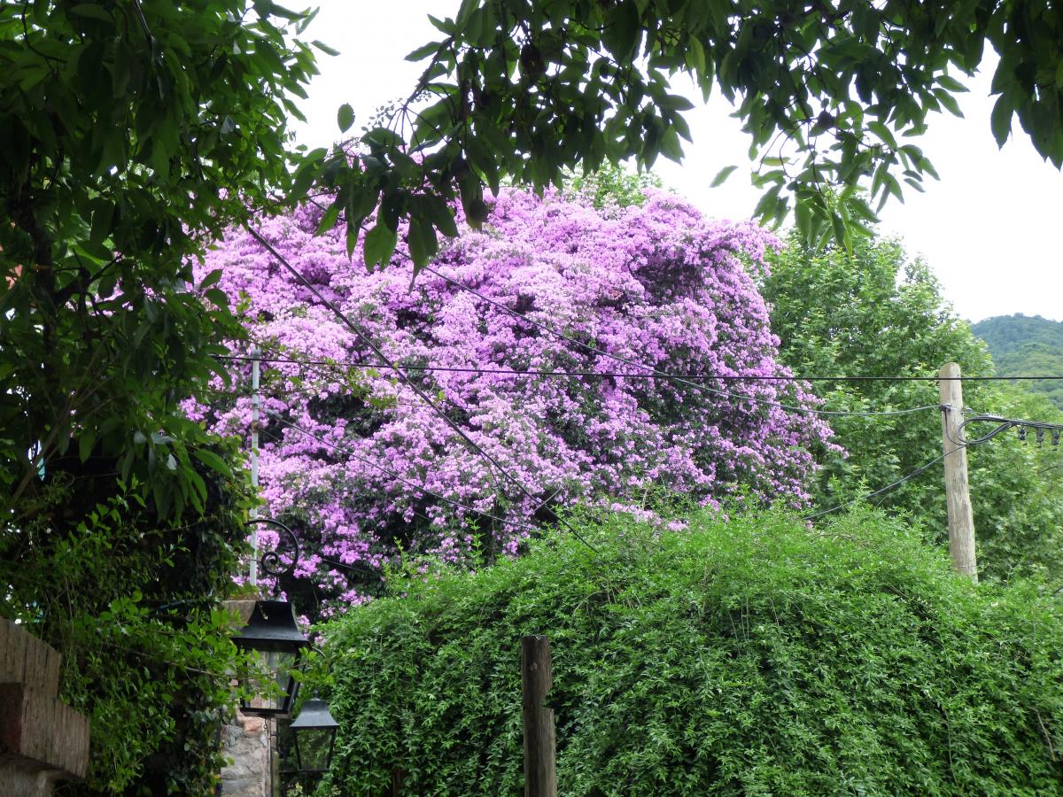 Santa Rita (Bougainvillea spectabilis)