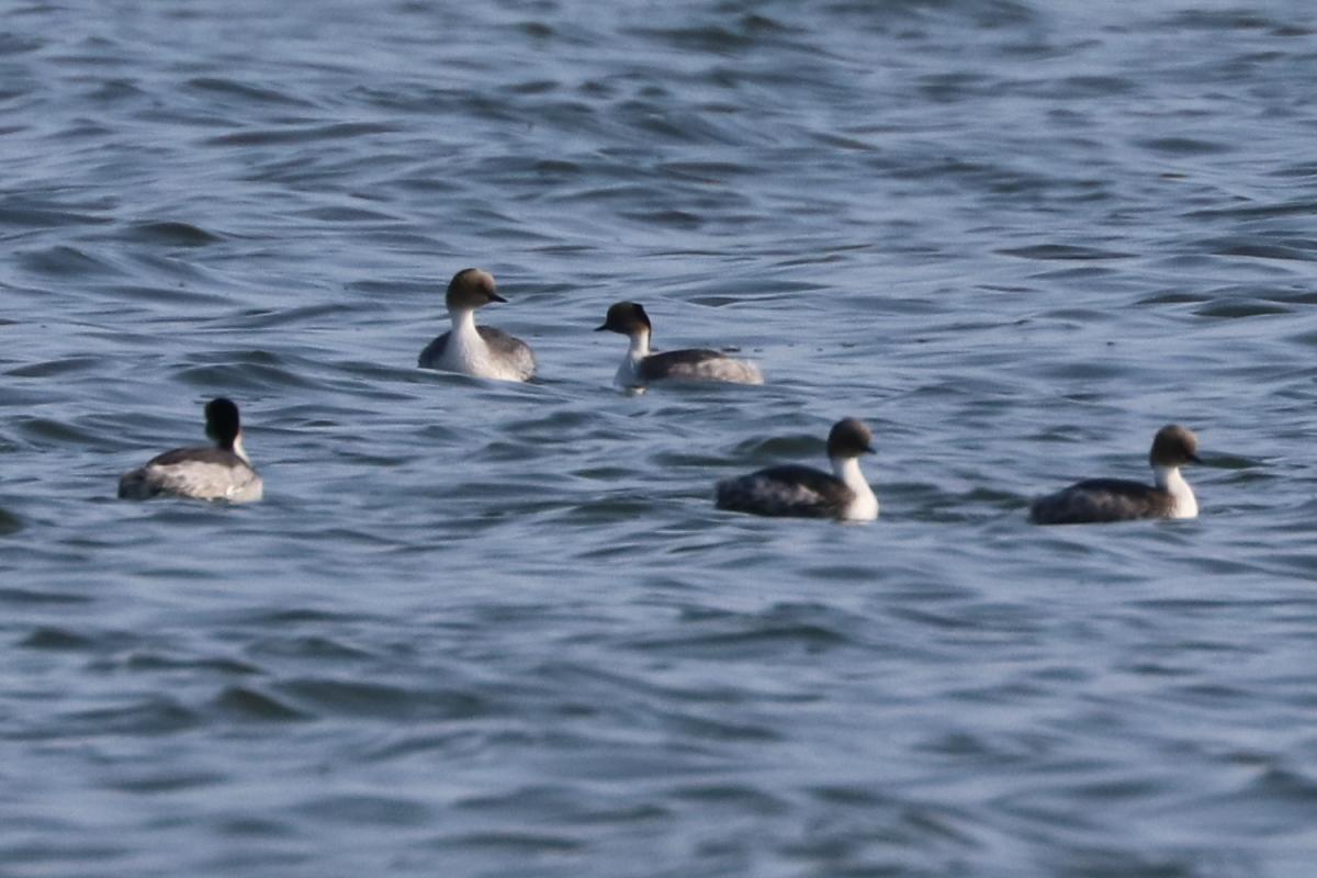 Photo Macá Plateado