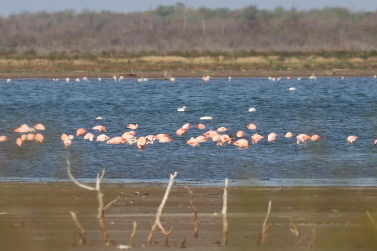 Photo Flamenco Austral