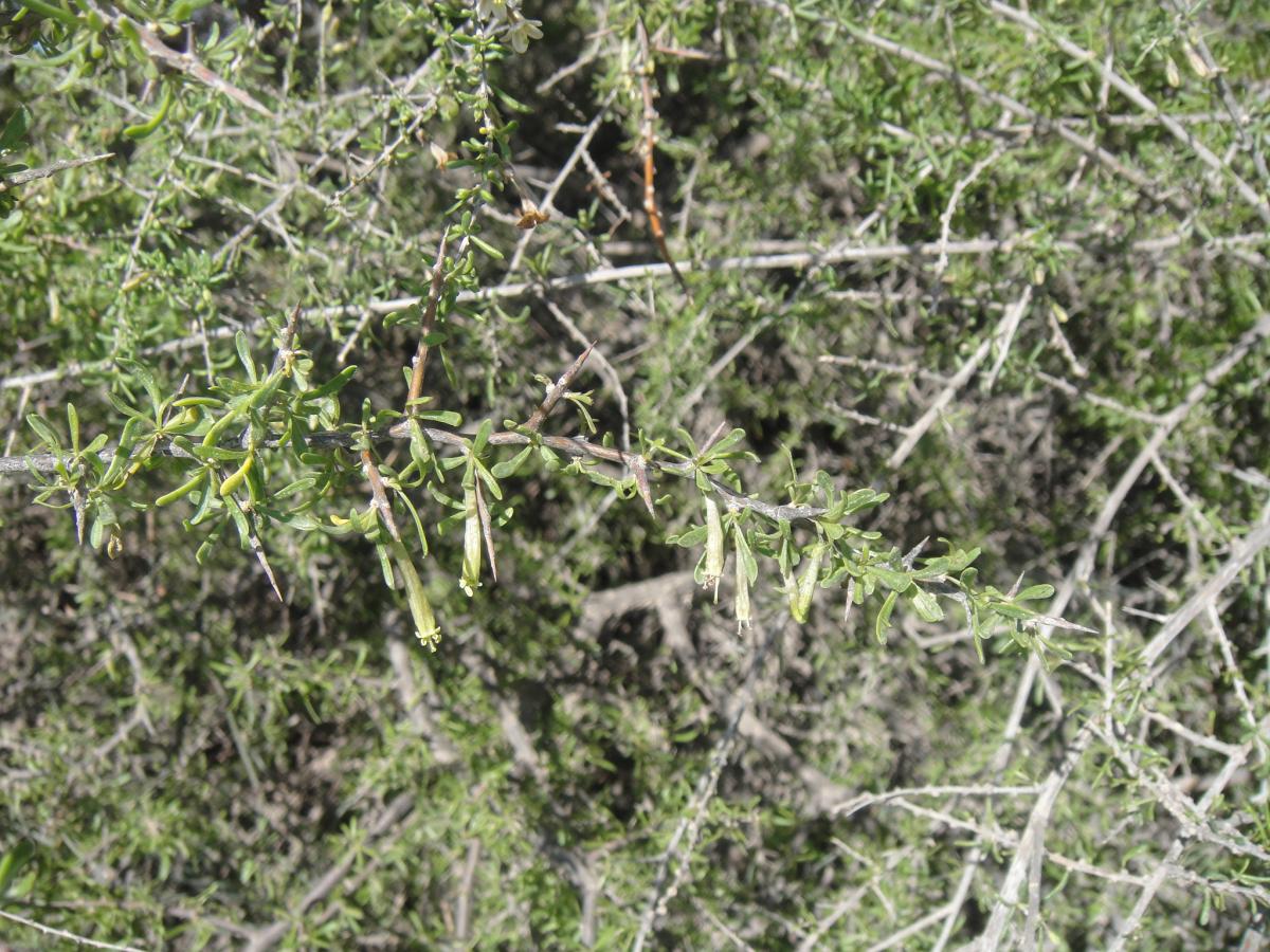 Foto Piquillín de Víbora