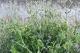 Sonchus oleraceus