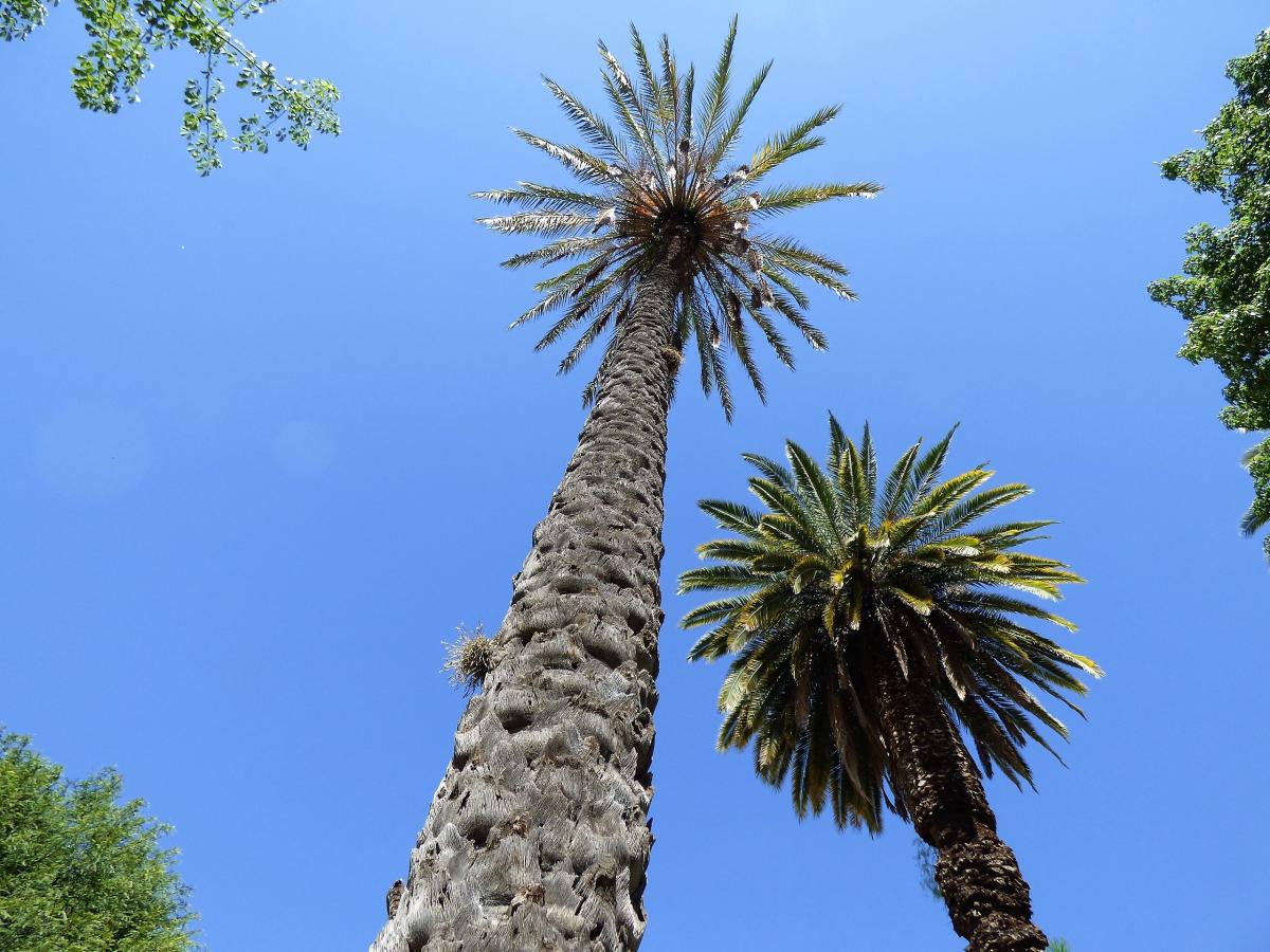 Foto Palmera Datilera