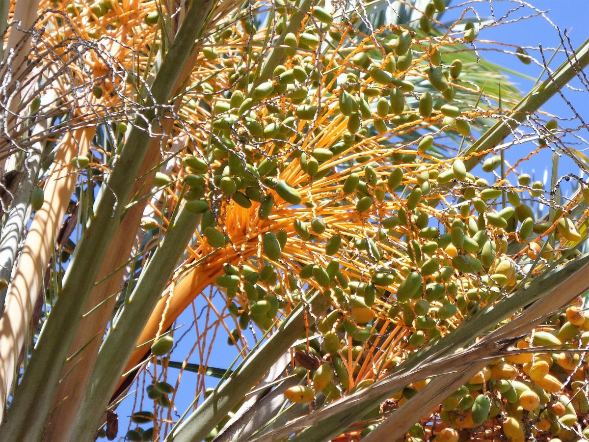 Foto Palmera Datilera